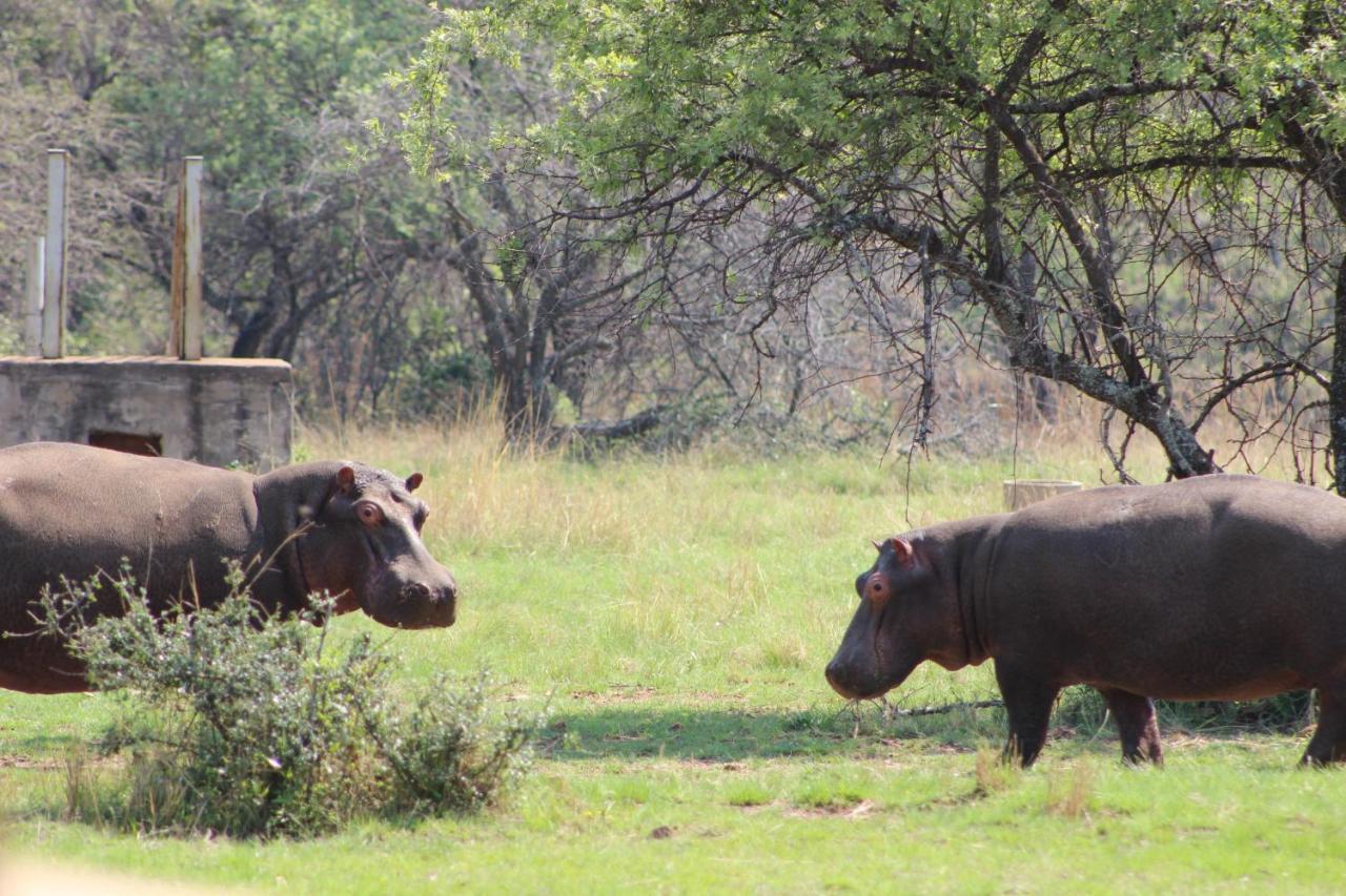 Wilgeboomsdrift Safaris Apartman Modimolle Kültér fotó